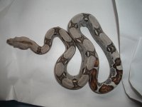 babyboas6-10 002.jpg