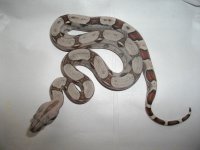 babyboas6-10 006.jpg