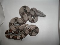 babyboas6-10 005.jpg