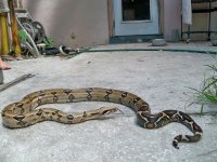 peruvian fresh shed 031.jpg