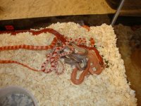 corn snake lot (6) 008.jpg