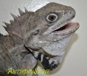dragon copy.jpg
