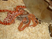 corn snake lot (6) 002.jpg
