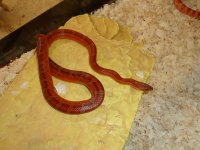 corn snake lot (6) 004.jpg