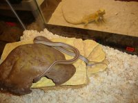 corn snake lot (6) 009.jpg