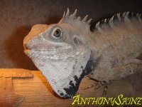 drgn copy.jpg