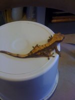 breeding pair crested geckos #1.jpg