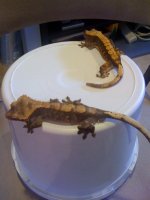 breeding pair crested geckos #2.jpg