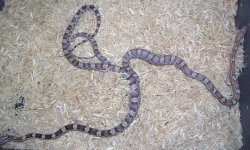 FGhostcorns2.jpg