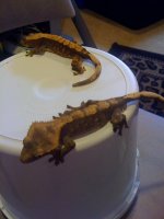 breeding pair crested geckos #3.jpg
