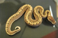 Pinstripe Het Albino Male 1 Clutch 26.JPG