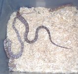 MGhostCorns2.jpg