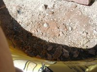 Horned Toads 001.jpg