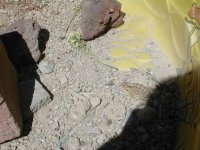 Horned Toads 002.jpg