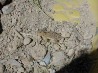 Horned Toads 006.jpg