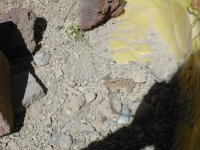 Horned Toads 004.jpg