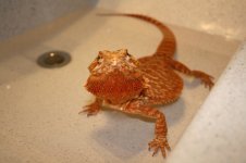 IMG_2472.jpg