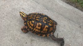IMAG0521.jpg