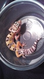 IMG_20130804_141627_581.jpg