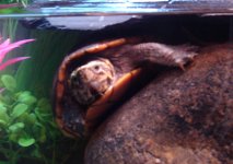 mturtsmall.jpg