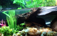 turtleagain2 017.jpg