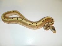 DSCN5426.jpg