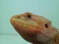 zipper eye.jpg