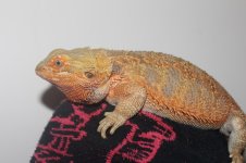 IMG_7209.jpg