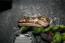 IMG_4078.jpg
