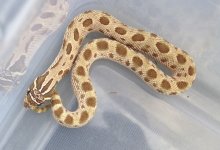 2012-male-conda-het-albino-813x555.jpg