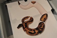 DSC_0188.jpg