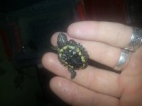 20130621_075645.jpg 20130621_075645.jpg