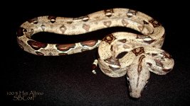 100% Het Albino SBC08F.jpg
