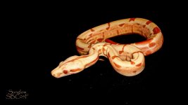 Sunglow SBC05F.jpg