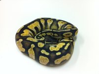 pastel calico.JPG