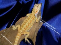 Male Leatherback  Hypo  50% Het Witblits Poss. Het Trans.jpg