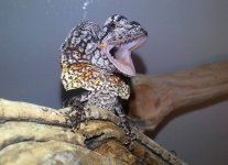 frilled dragon baby.jpg