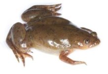 clawed_frog.jpg