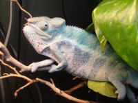 Cielo for sale.jpg