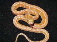 0.1 Albino Motley  (3).jpg