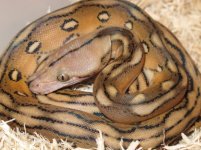 0.1 Motley Tiger Het (3).jpg