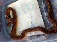 snake 2.JPG