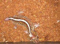 pictus female.JPG