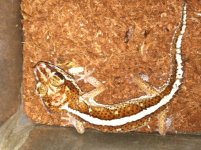 pictus male 2.JPG