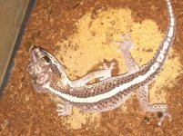 pictus male.JPG