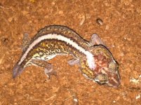 pictus.JPG
