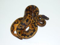 IBs1b84l.jpg