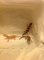 Leopard Geckos.jpg