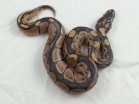 ONYX X LT #1.jpg ONYX X LT #1.jpg
