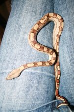 Boas 003.jpg